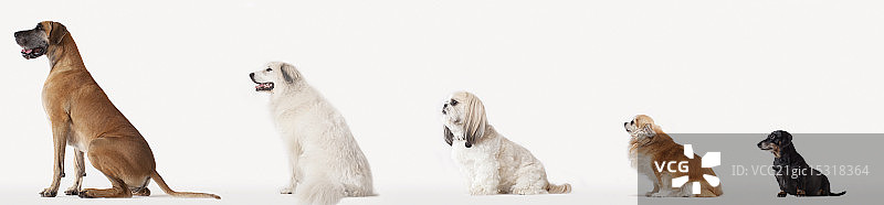 大小降序排列的狗的拼贴画图片素材