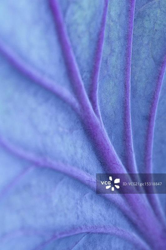 卷心菜叶脉特写图片素材