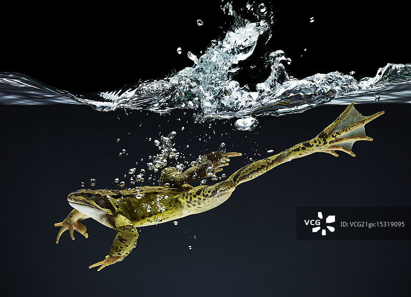 水下游泳的青蛙图片素材