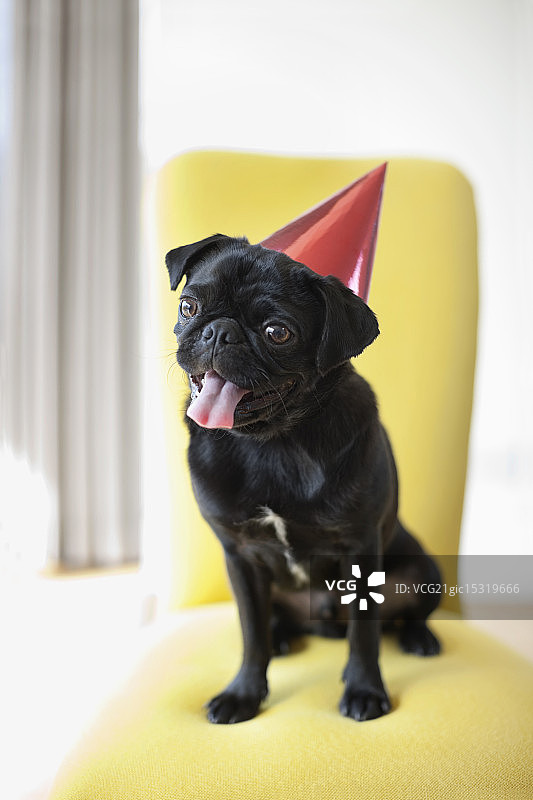 戴派对帽在椅子上喘气的狗图片素材
