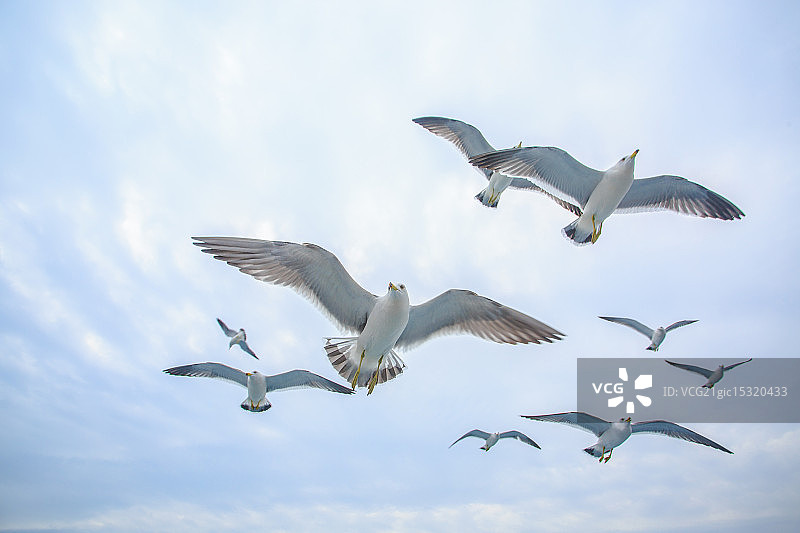 飞鸟集图片素材