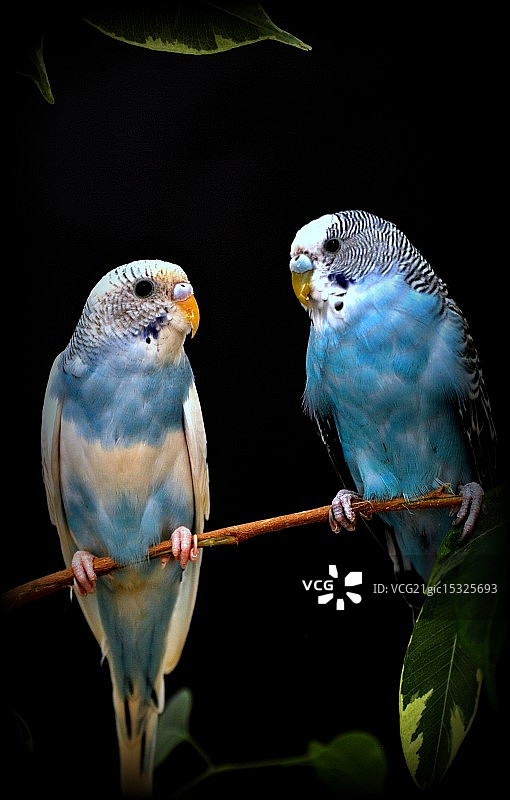 虎皮鹦鹉图片素材