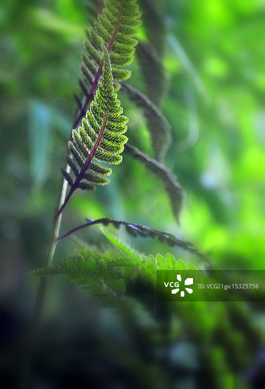 日本彩绘蕨叶图片素材