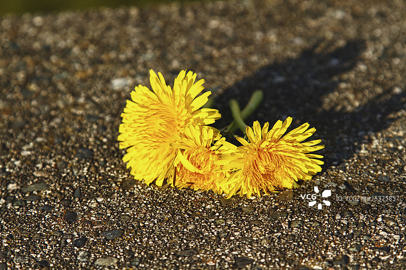 儿子的礼物图片素材
