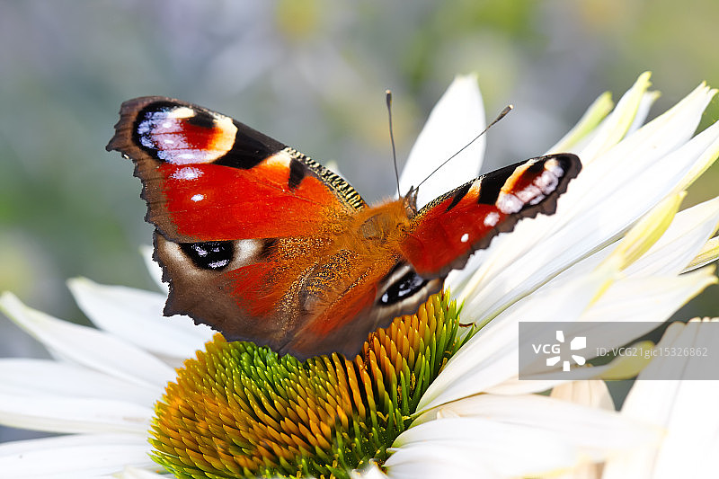 清晨自然中的蝴蝶飞舞图片素材