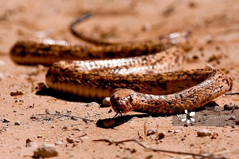 颈棱蛇图片素材
