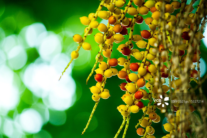 槟榔树图片素材