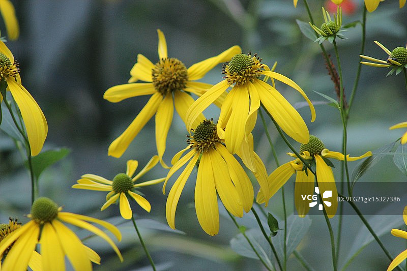 黑眼苏南图片素材
