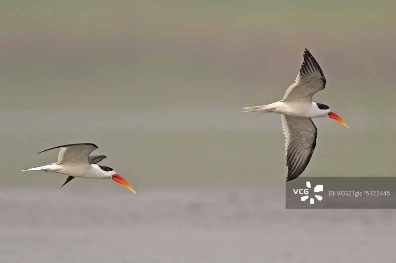 印度剪嘴鸥图片素材