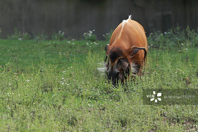 红河猪图片素材
