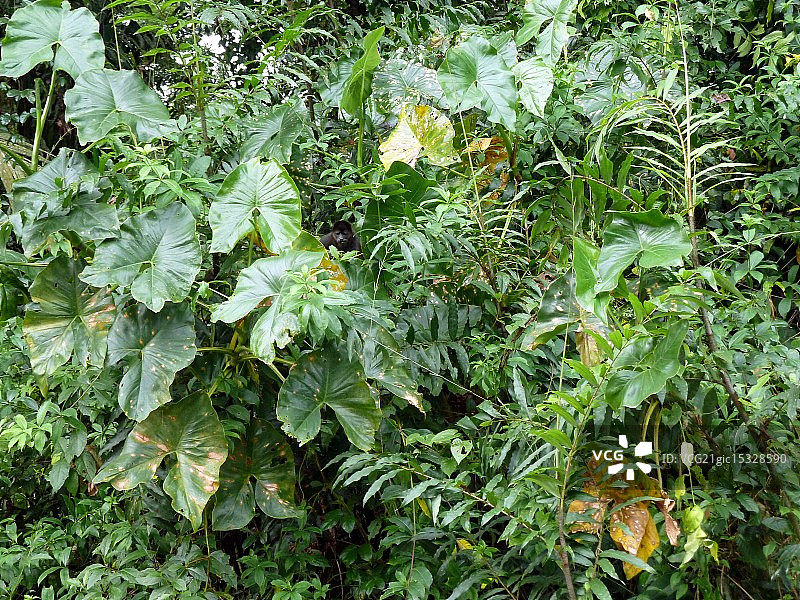 你能找到小猴子吗?图片素材