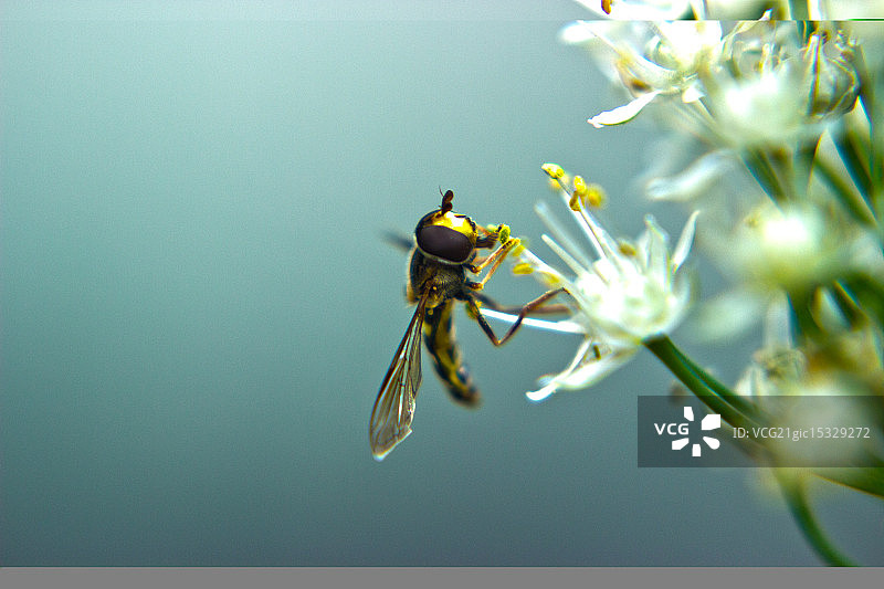 小蜜蜂品尝洋葱花图片素材