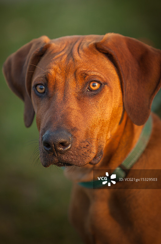 罗德西亚脊背犬图片素材