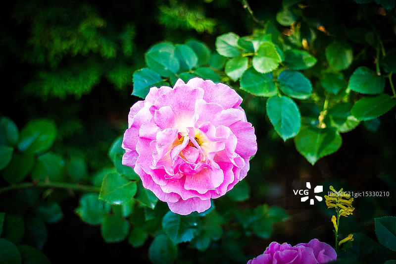 粉红佳人苹果图片素材