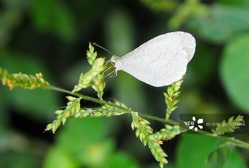 小白蝴蝶图片素材