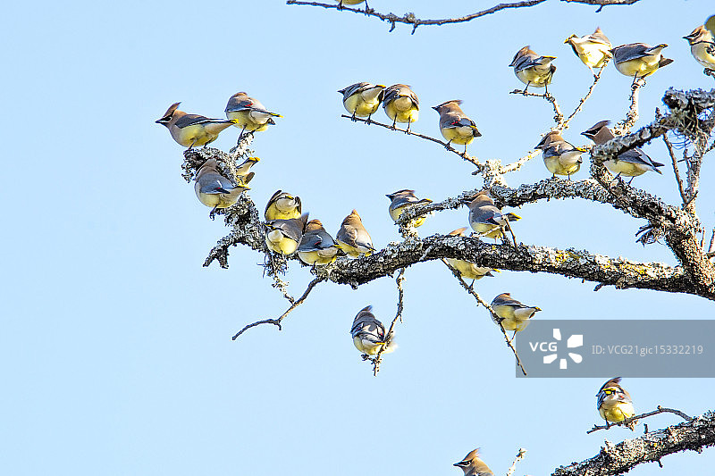太平鸟图片素材