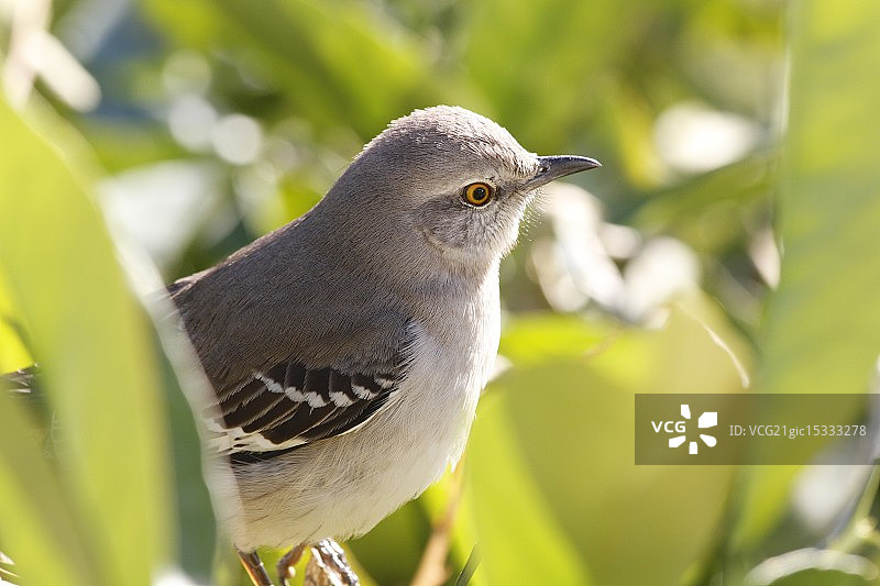 只知更鸟》图片素材