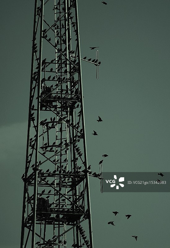 桅杆停满鸟类图片素材