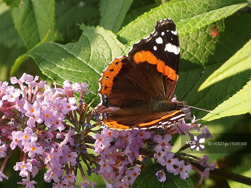 阳光下的红 Admiral 蝴蝶图片素材