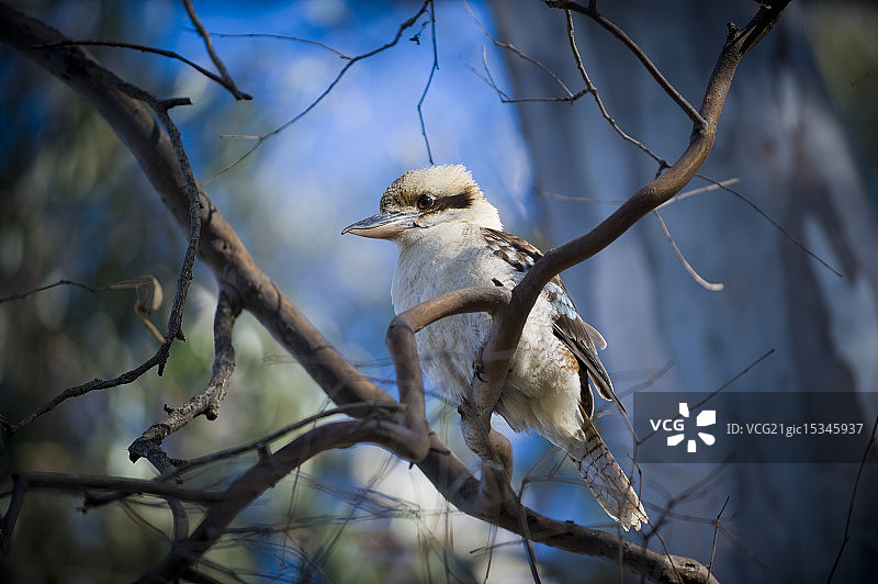 笑翠鸟图片素材