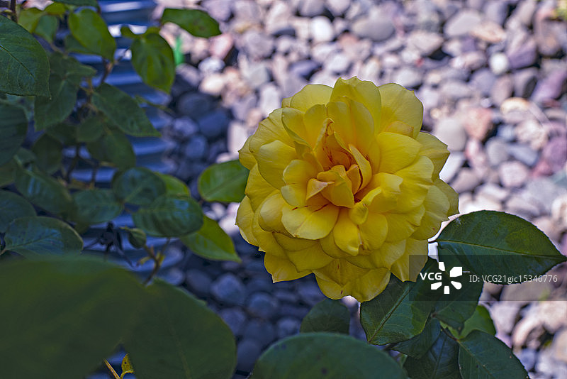 黄玫瑰图片素材