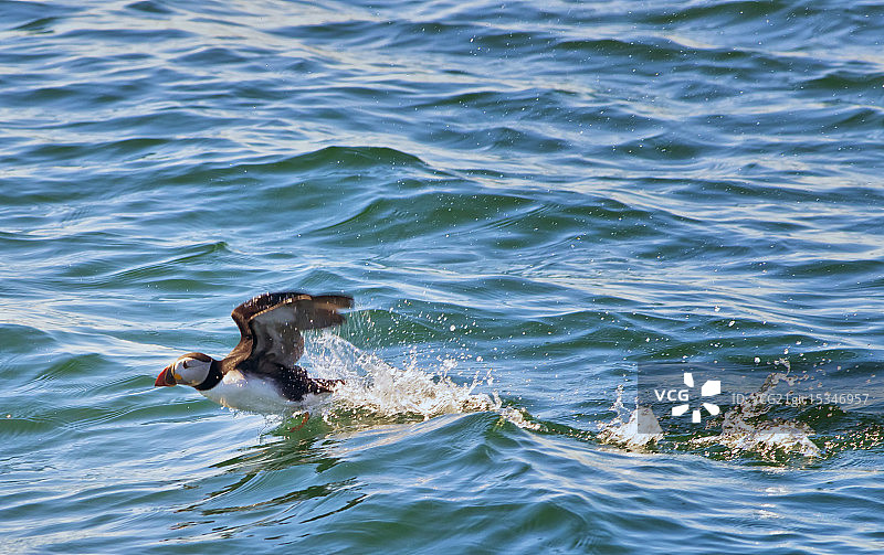 海鹦起飞图片素材
