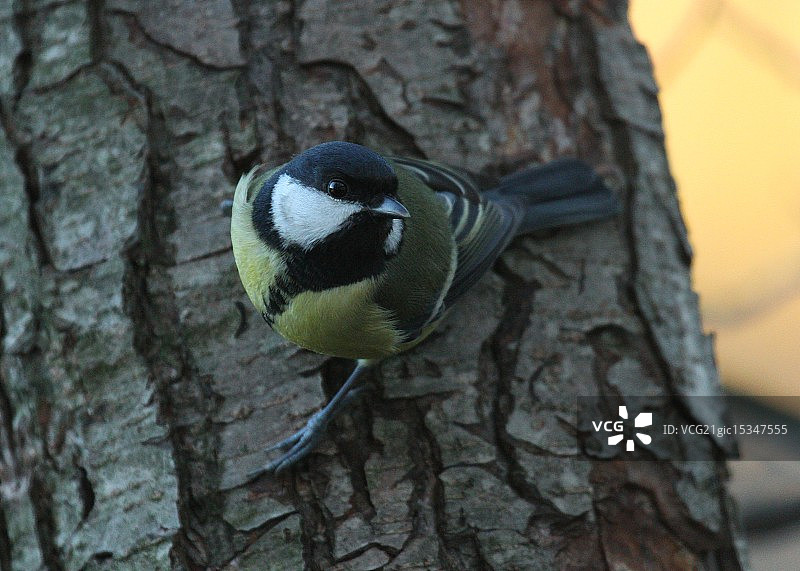 大山雀图片素材