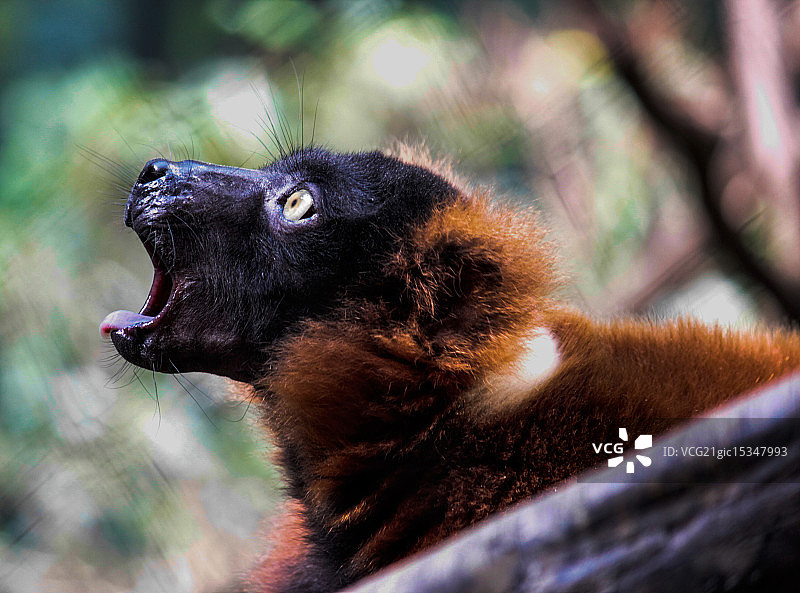 红色狐猴图片素材
