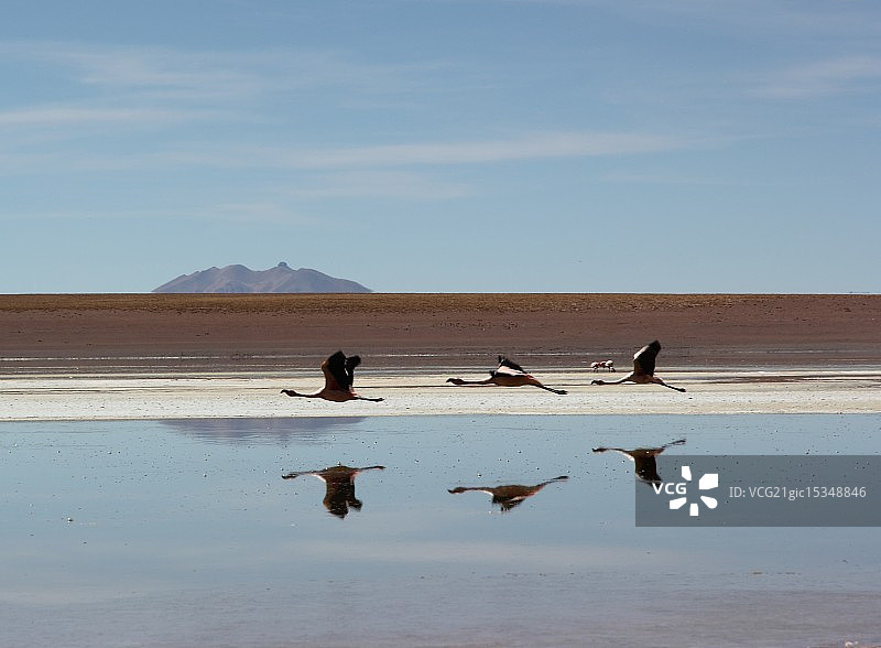 火烈鸟图片素材