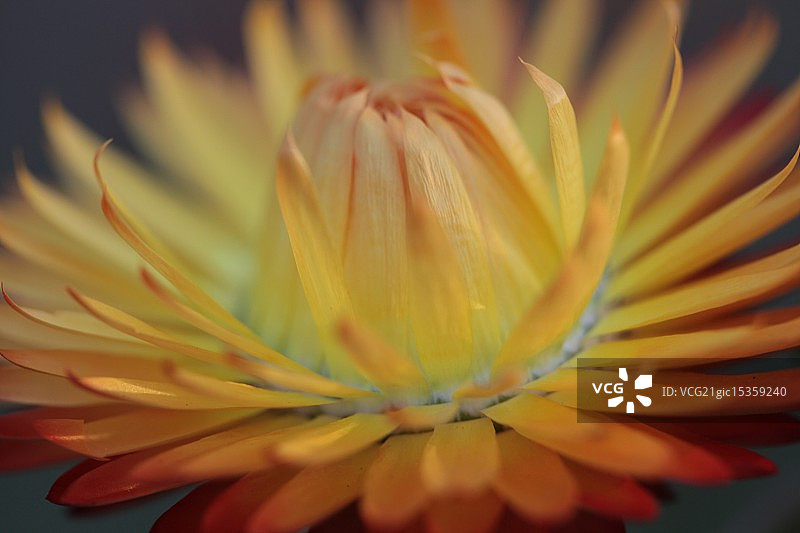 麦秆菊图片素材