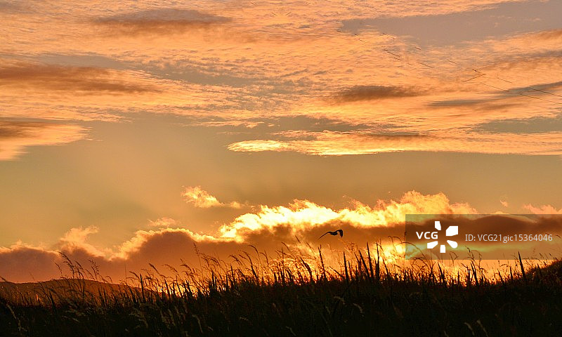 金色天空图片素材