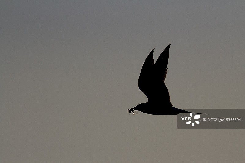 一只叼着鱼的燕鸥图片素材