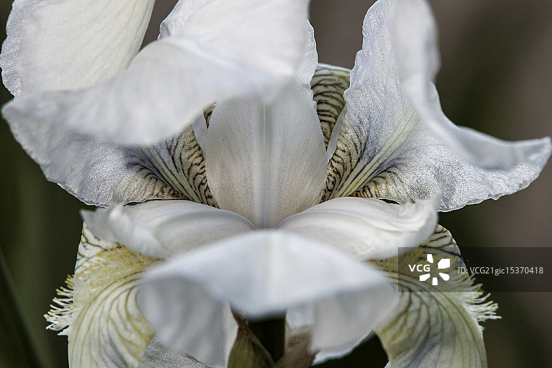 狮子嘴 - 金鱼草图片素材