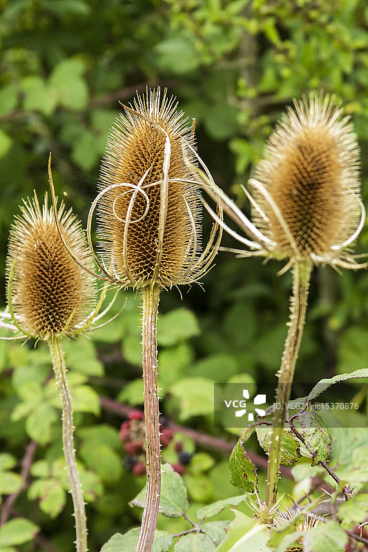 续断科植物图片素材