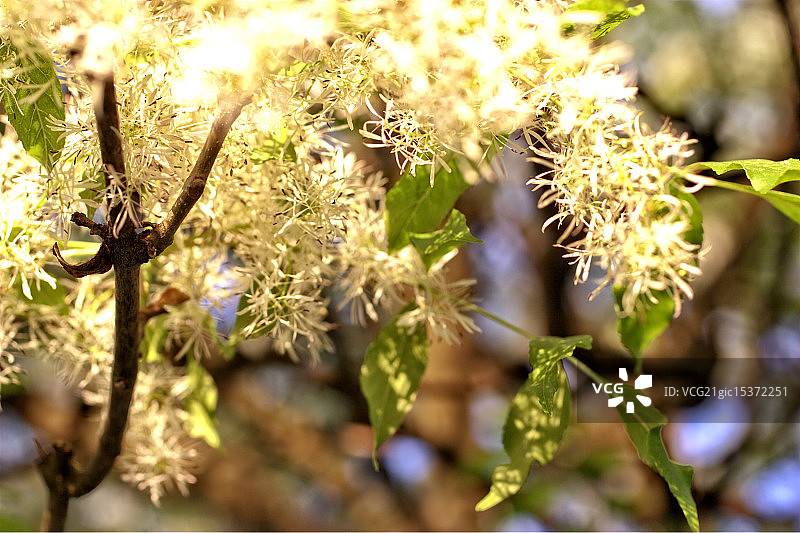 阳光下的春季树木图片素材