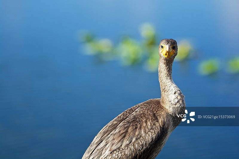注视镜头的蛇鹈图片素材