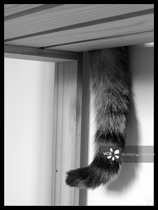 快乐的尾巴图片素材