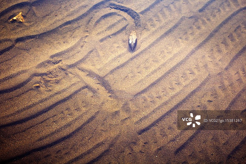 爬行软体动物图片素材