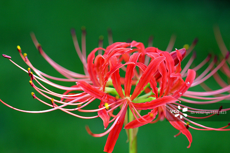 蜘蛛百合图片素材