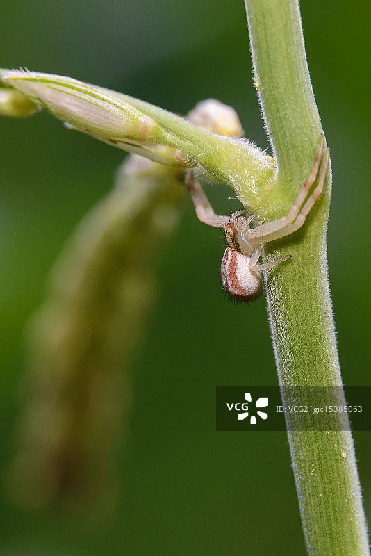 花朵蟹蛛图片素材