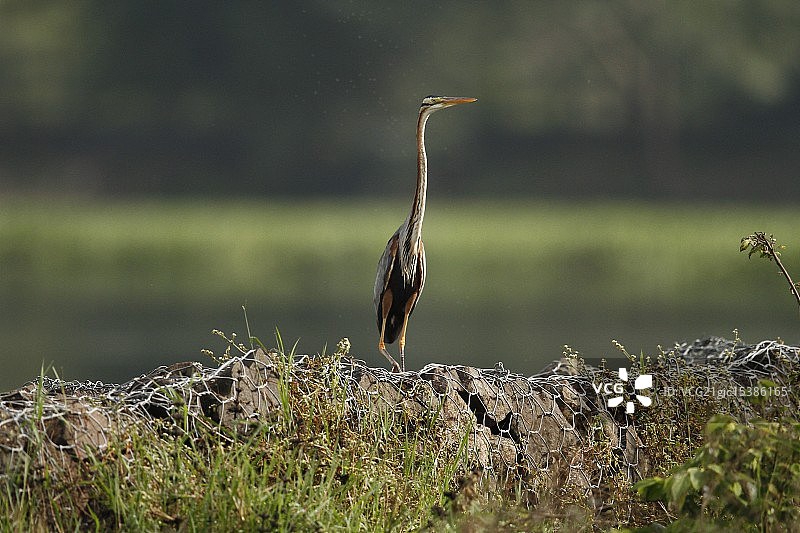 帕山湖的紫色苍鹭图片素材