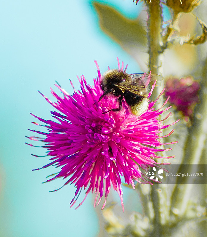 大黄蜂图片素材