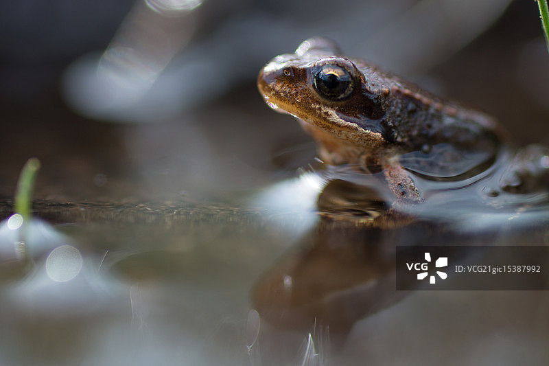 棕色青蛙图片素材