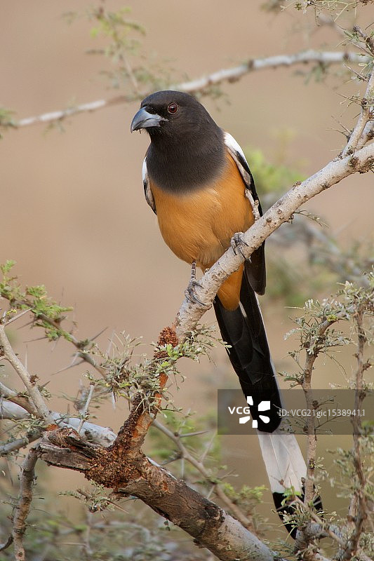 树鹊栖息在树枝上图片素材