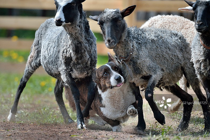 牛类服务图片素材