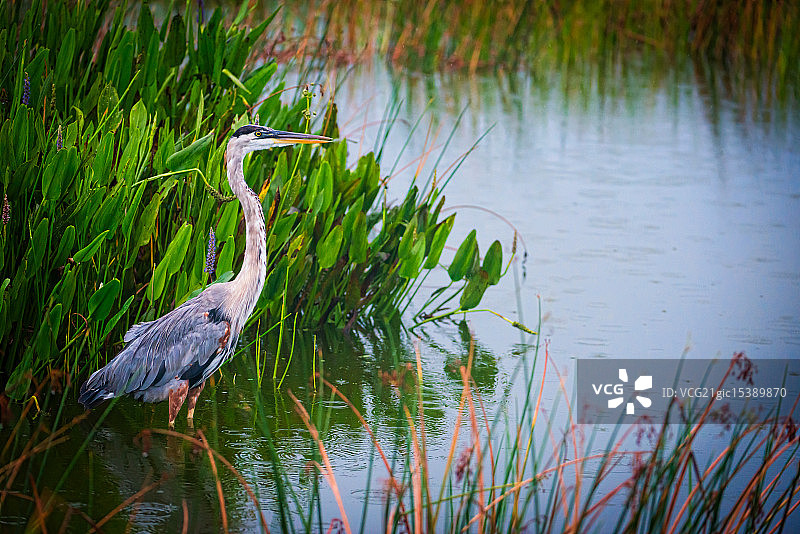 维埃拉的蓝鹭图片素材