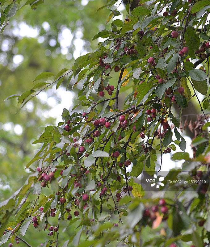 海棠树图片素材