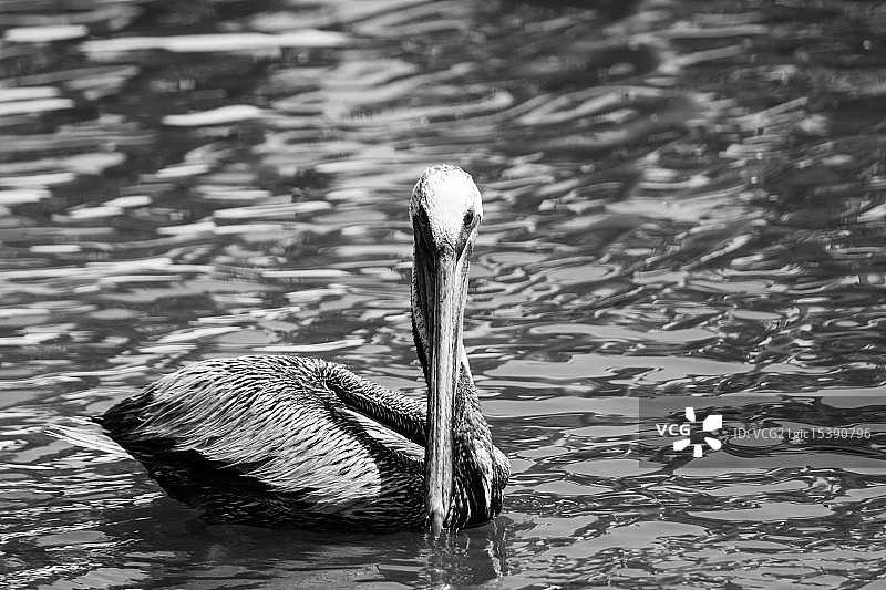 褐鹈鹕图片素材