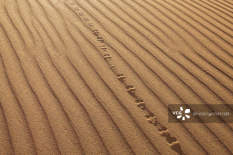 撒哈拉沙漠中的耳廓狐足迹图片素材