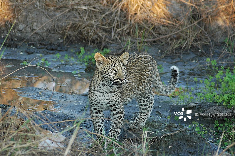 小豹子图片素材